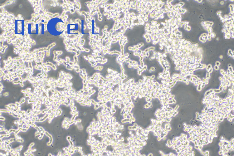 WERI-RB-1-eGFP-LUC 人视网膜神经胶质瘤细胞-绿色荧光蛋白-荧光素酶标记